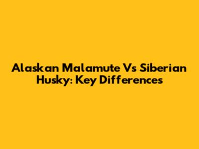Alaskan Malamute Vs Siberian Husky: Key Differences