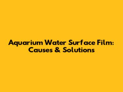 Aquarium Water Surface Film: Causes & Solutions