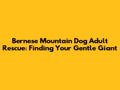 Bernese Mountain Dog Adult Rescue: Finding Your Gentle Giant