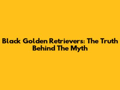 Black Golden Retrievers: The Truth Behind The Myth