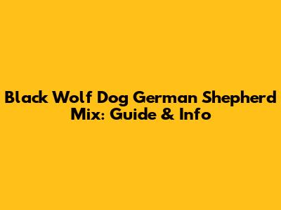 Black Wolf Dog German Shepherd Mix: Guide & Info
