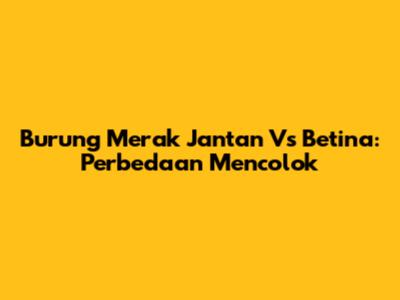 Burung Merak Jantan Vs Betina: Perbedaan Mencolok