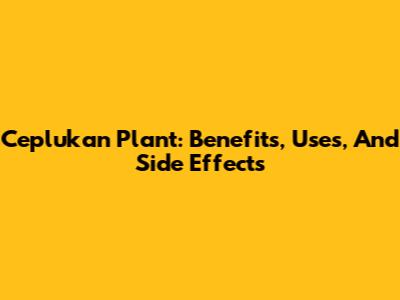 Ceplukan Plant: Benefits, Uses, And Side Effects