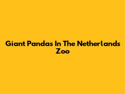 Giant Pandas In The Netherlands Zoo