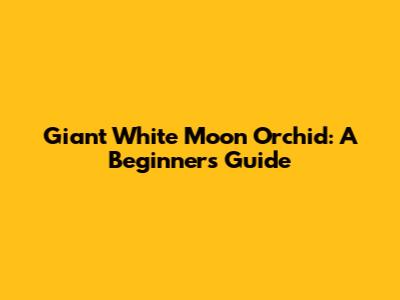 Giant White Moon Orchid: A Beginner's Guide