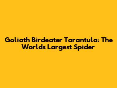 Goliath Birdeater Tarantula: The World's Largest Spider