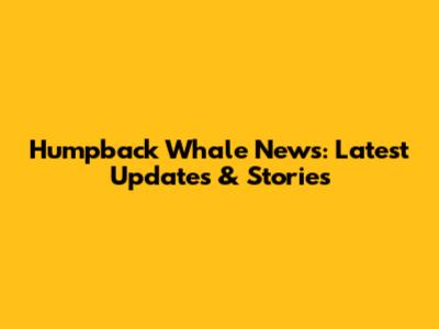 Humpback Whale News: Latest Updates & Stories