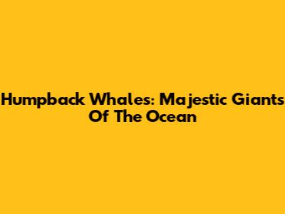 Humpback Whales: Majestic Giants Of The Ocean