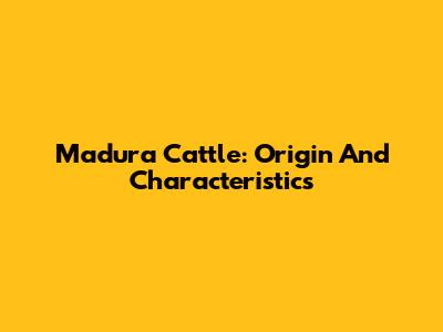 Madura Cattle: Origin And Characteristics