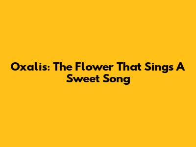 Oxalis: The Flower That Sings A Sweet Song