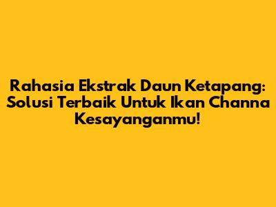 Rahasia Ekstrak Daun Ketapang: Solusi Terbaik Untuk Ikan Channa Kesayanganmu!