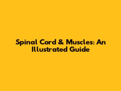 Spinal Cord & Muscles: An Illustrated Guide