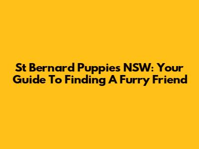 St Bernard Puppies NSW: Your Guide To Finding A Furry Friend