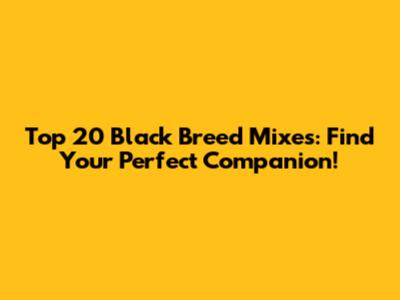 Top 20 Black Breed Mixes: Find Your Perfect Companion!
