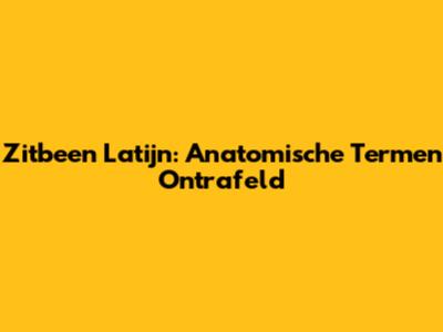 Zitbeen Latijn: Anatomische Termen Ontrafeld